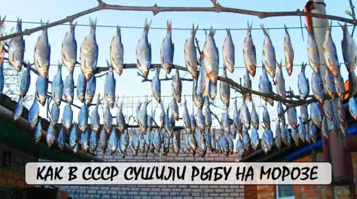 Секреты морозной сушки рыбы, которые забыли современные рыбаки