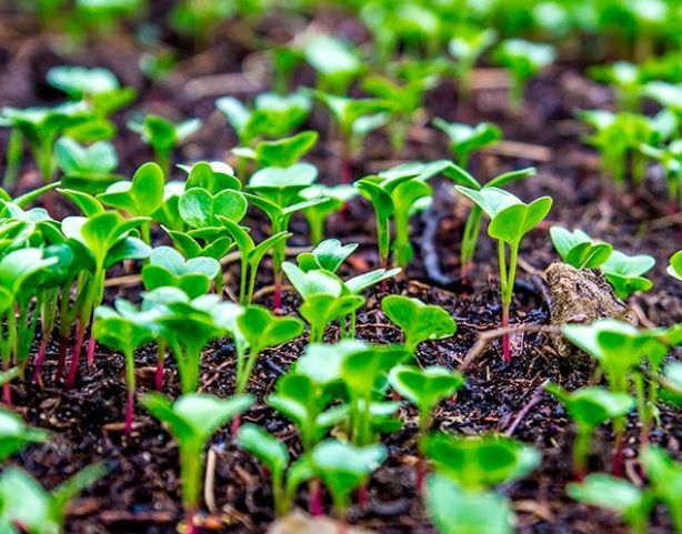 ����������� ������� ��������� ������: ��� ������������ ������ ������