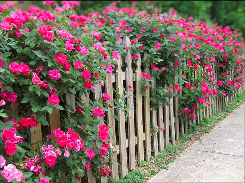 ��� ������� �������� ����� ��������: ������� � ������