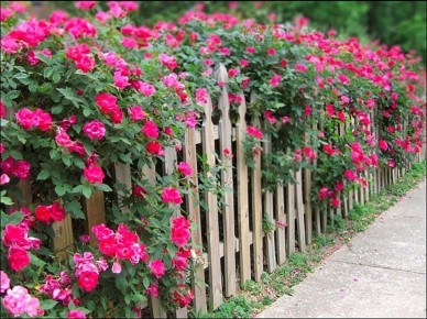 ��� ������� �������� ����� ��������: ������� � ������