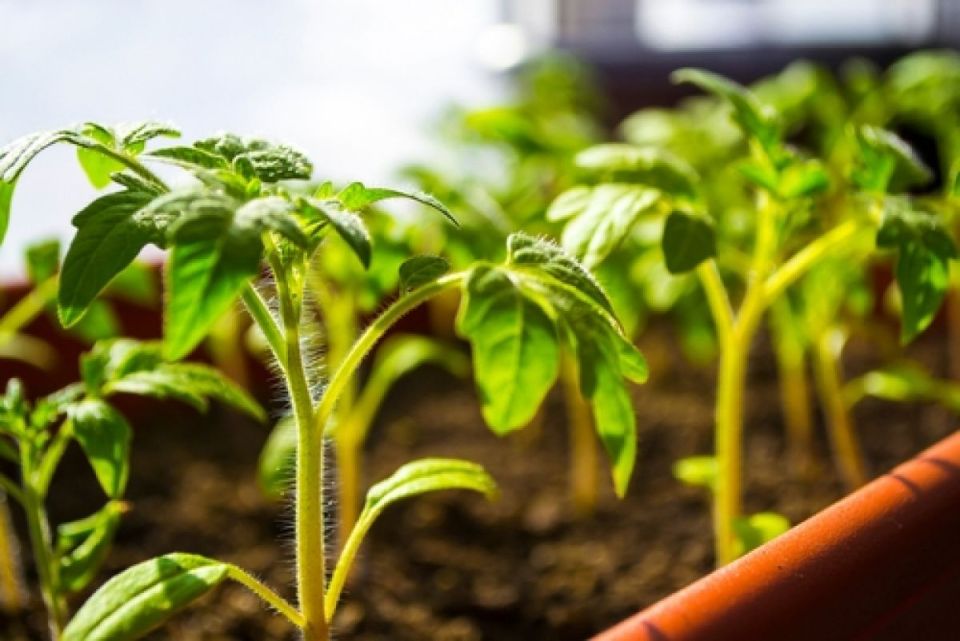 ���������: ������� ������ �� ��������� ������� ������� �������� ������������