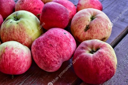 ��������� ������� ��������� ��������� �����: ������ � ������