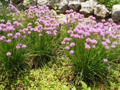 �����-���: �������� � ������� � ����� ��������