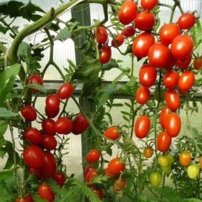 ����� ����� �����: ���������������� ������ � ������� ������� ������