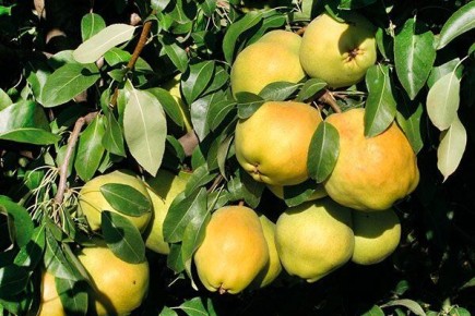 ����� �������: ������� ������, ������� �������� ������ ���������