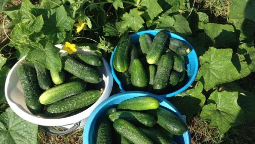 ��� �������� ��������� ������ �������: ������� ������� �����������