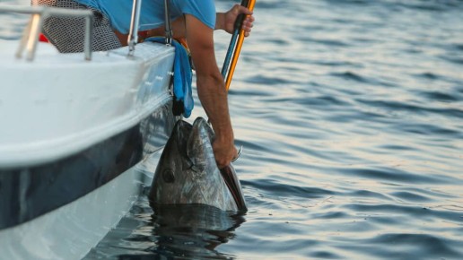 �� ������� ������� ���������� ����� ����� ����� 290 ��