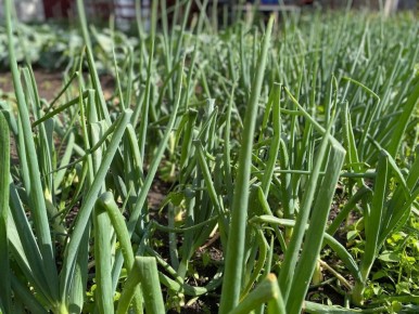 ��� ��������� ������ ���: ������� ��������� ������