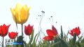Туристы стали чаще оставаться с ночевкой в Калмыкии в дни фестиваля тюльпанов