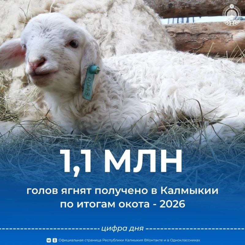 В Калмыкии завершается окотная кампания