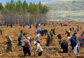 Калмыкия показала рекордные результаты по восстановлению лесов