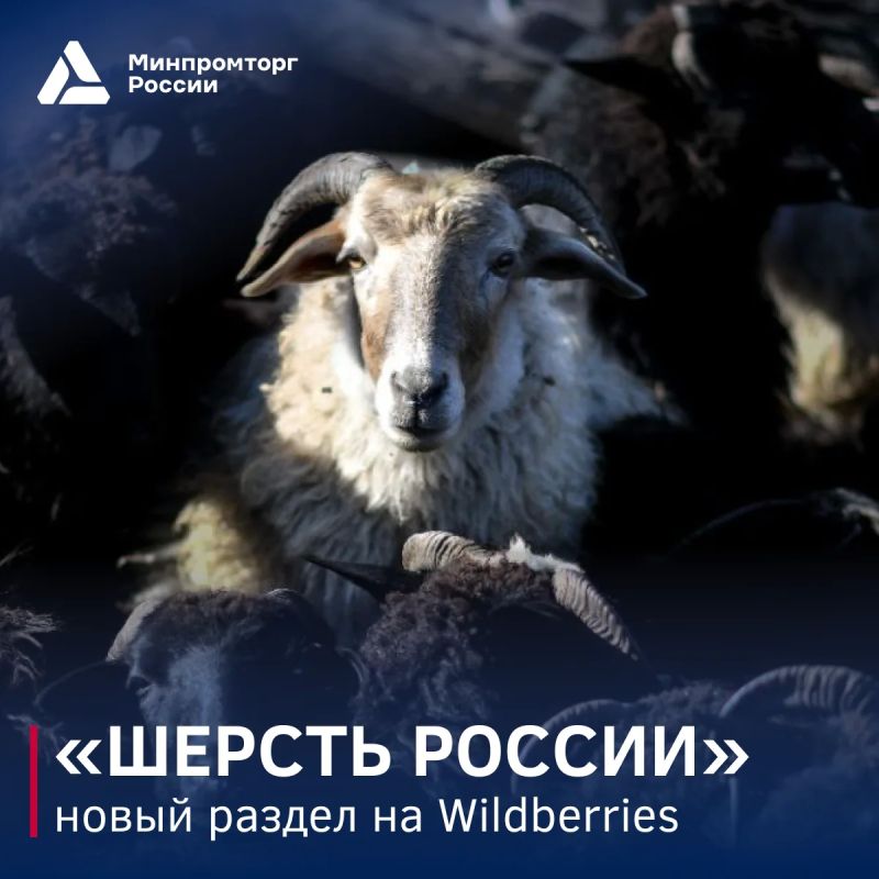 На маркетплейсе запущен раздел «Шерсть России»