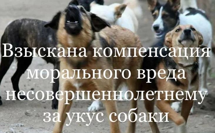 В Сарпинском районе по требованию прокуратуры в пользу несовершеннолетнего ребенка взыскана компенсация морального вреда за укус собаки