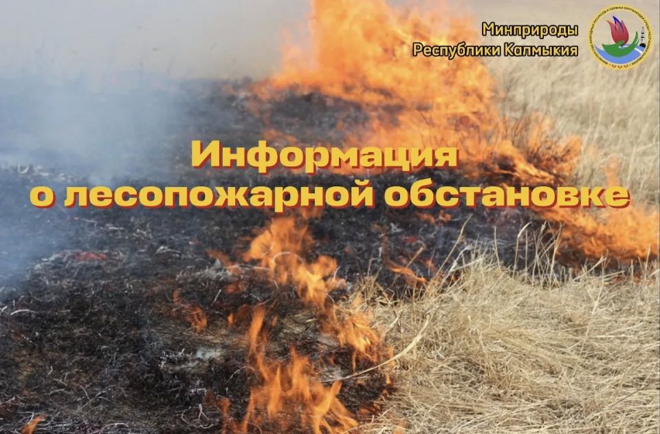 О лесопожарной обстановке на территории лесного фонда Республики Калмыкия по состоянию на 10 июня 2026 года