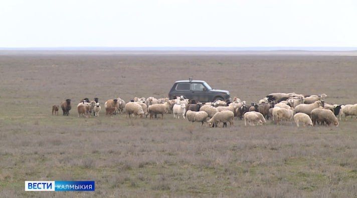 За прошедшую неделю на дорогах Калмыкии зарегистрировано 7 ДТП, в которых 15 человек получили травмы За прошедшую неделю на дорогах Калмыкии зарегистрировано 7 ДТП, в которых 15 человек получили травмы