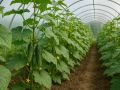 Как продлить жизнь огурцам: секреты успешного урожая