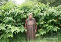 Как победить агрессора на участке: секреты борьбы с рейнутрией