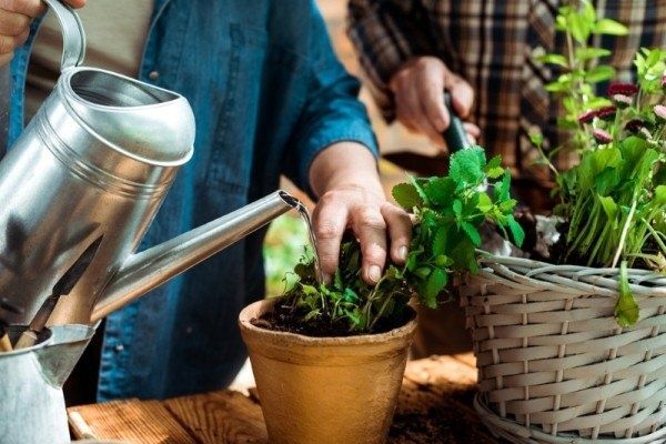 Настои из отходов: как заботиться о цветах без химии