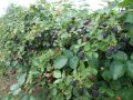 Секреты весеннего ухода за ежевикой: Как сделать ваш урожай щедрым