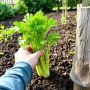 Пять лучших способов подкормки сельдерея для богатого урожая