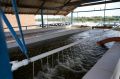 Более 470 тысяч мальков русского осетра пополнили акваторию Волго-Каспийского бассейна