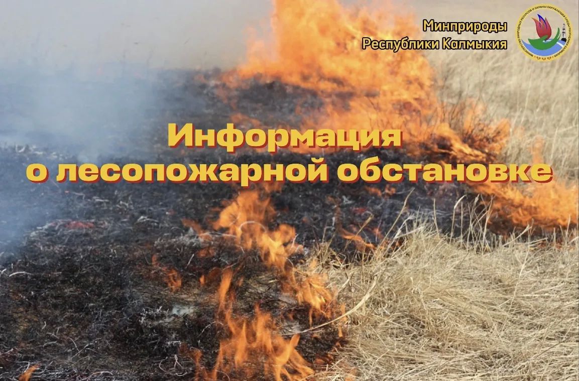О лесопожарной обстановке на территории лесного фонда Республики Калмыкия по состоянию на 8 июля 2026 года