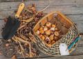 Секреты зимнего хранения луковиц тюльпанов: все, что нужно знать