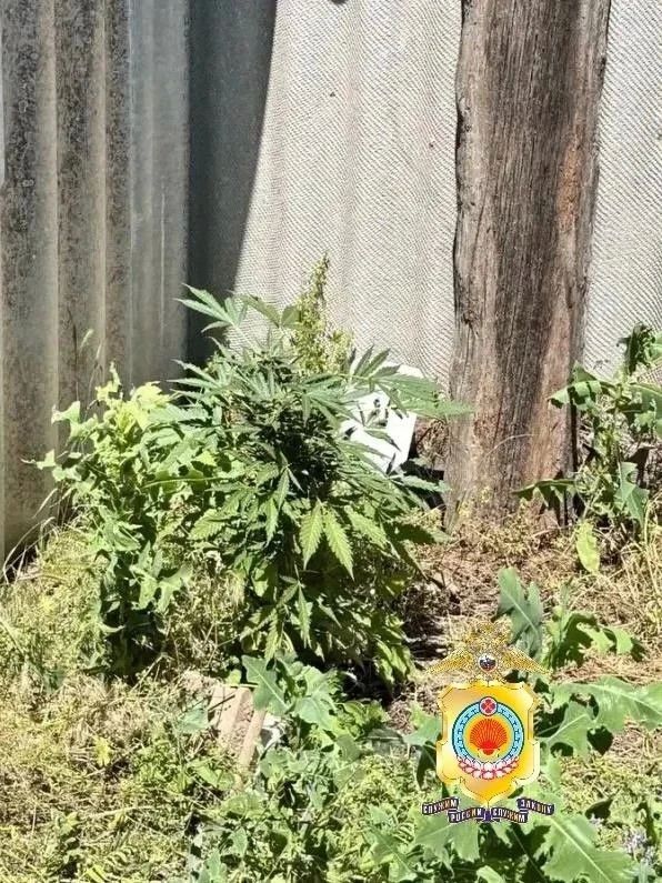 В Приютненском районе задержали мужчину, который выращивал коноплю во дворе В Приютненском районе задержали мужчину, который выращивал коноплю во дворе
