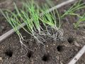 Как адаптировать ветвистые корни для простоты пересадки: инновационный подход