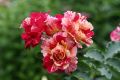 Модные "кружевные" розы: исследуем лучшие сорта