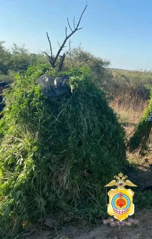 В Калмыкии подвели итоги второго этапа операции «МАК» В Калмыкии подвели итоги второго этапа операции «МАК»