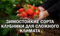 Лучшие зимостойкие сорта клубники для северных регионов: выбираем безопасно