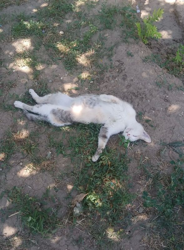 Доброе утро!. Сегодня 26 июля, воскресенье