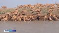 В Красной книге России уточнён статус сайгака