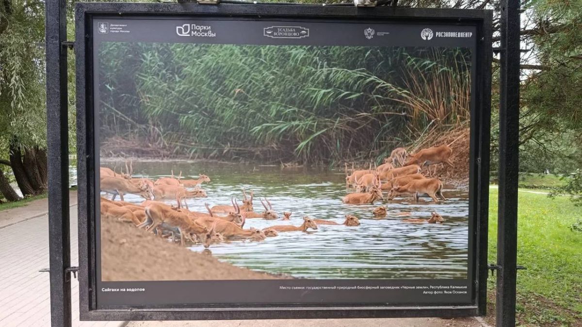 Заповедник «Черные земли» участвует в фотовыставке в Москве Заповедник «Черные земли» участвует в фотовыставке в Москве