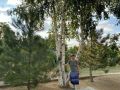 Двор лесничего в поселке Кетченеры хранит сосны, берёзу и 95 лет династии