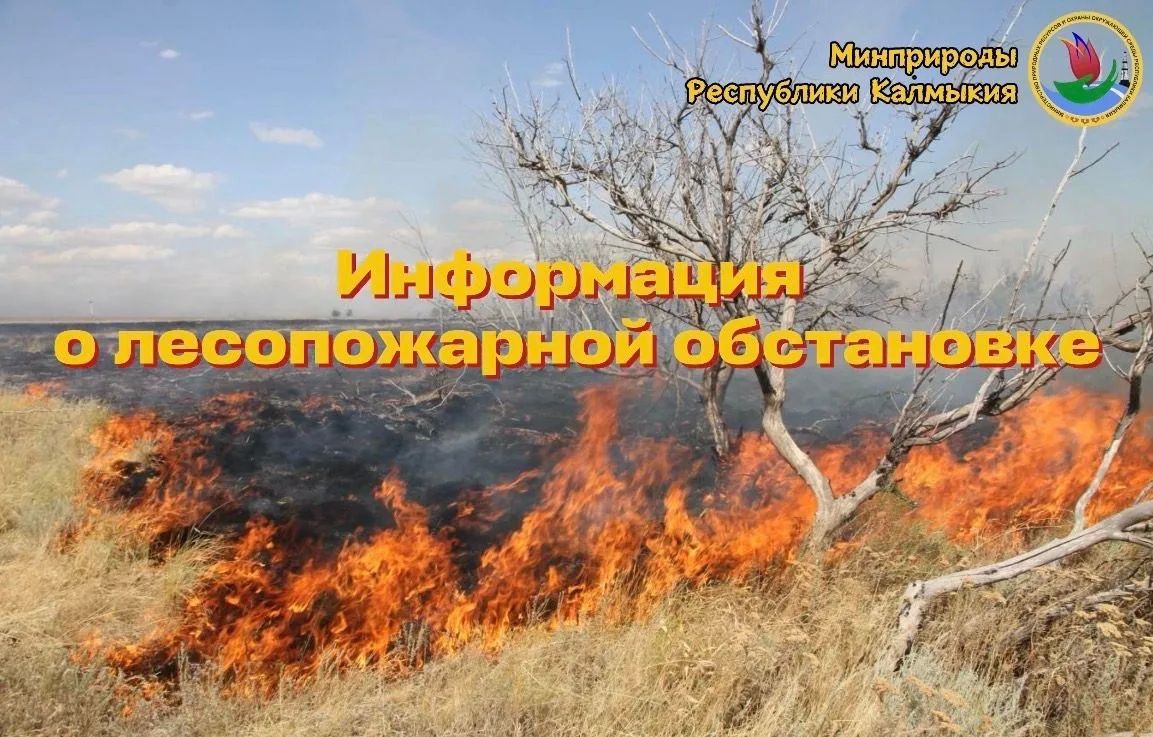 О текущей лесопожарной обстановке на территории лесного фонда Республики Калмыкия по состоянию на 19 августа 2026 года