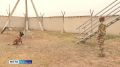 Нюх лучше электроники. Четвероногие бойцы верно несут службу в зоне боевых действий