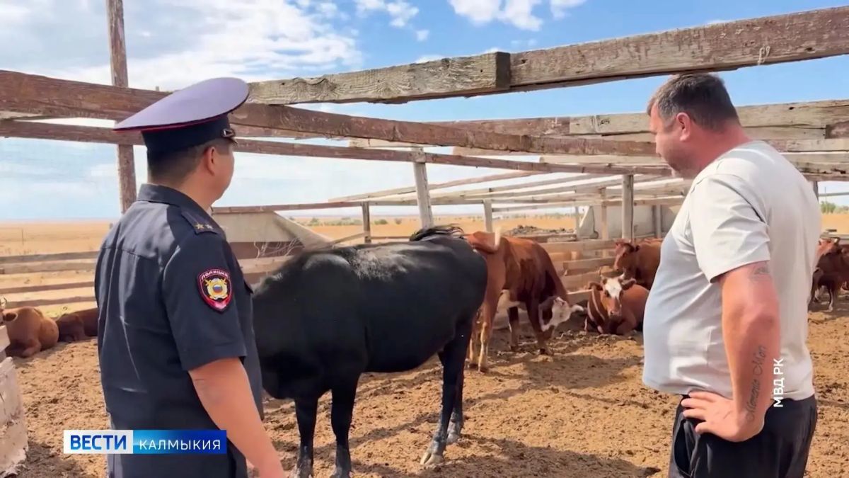 В регионе усиливают контроль за выпасом скота: в городе провели выездную проверку животноводческих стоянок