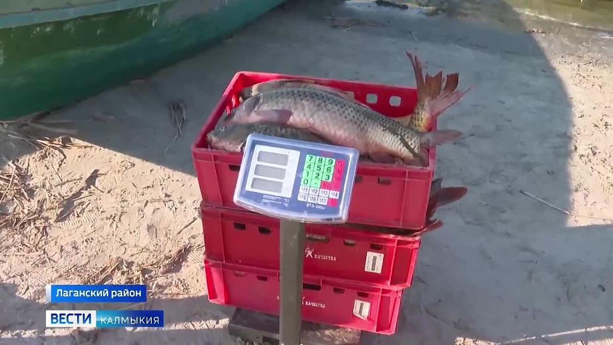 На сегодня рыбаки добыли более 900 тонн водных биоресурсов