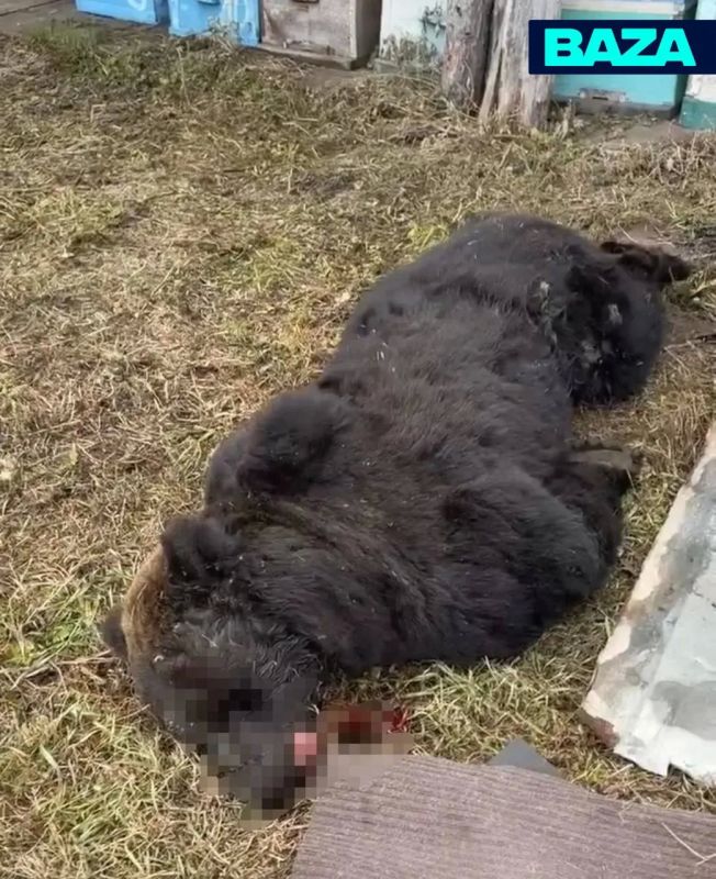 Медведь в Иркутской области ломился в школу — хотел попасть в столовую