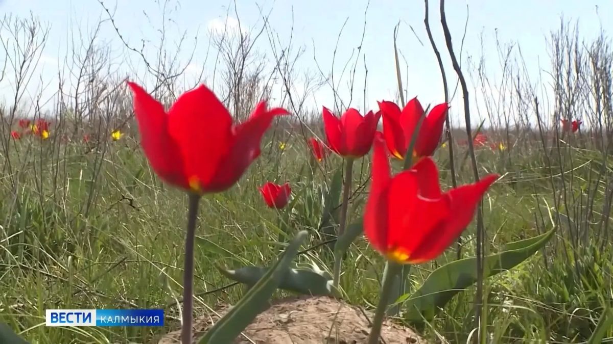 Фестиваль тюльпанов в Калмыкии вошёл в число лучших региональных практик России за первое полугодие текущего года