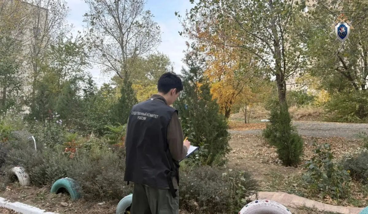 В Элисте возбудили уголовное дело после нападений бездомных собак на людей
