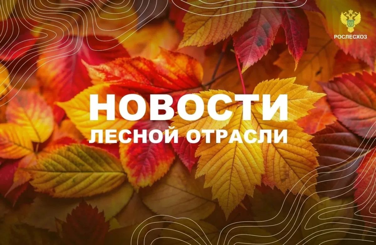 ГТРК Амур: Лесные дороги и минерализованные полосы: Приамурье почти полностью выполнило план по защите лесов от огня
