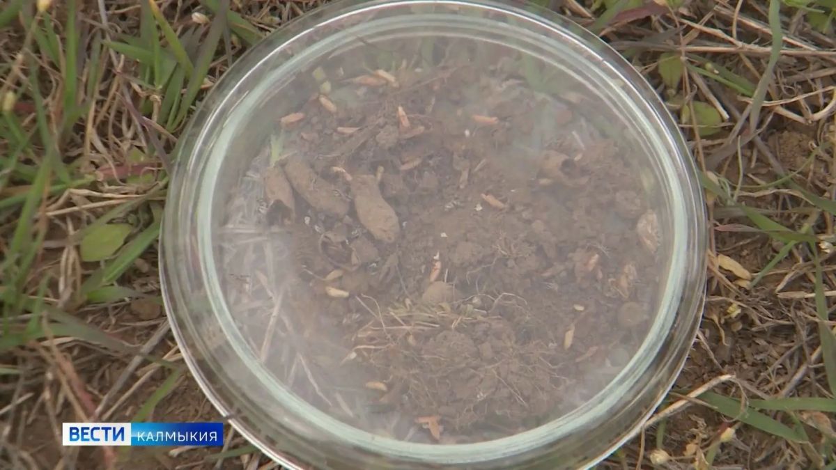 Зимующее стадо саранчовых выявлено на площади 20 га